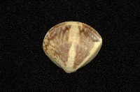 藏品(普通文蛤)的圖片